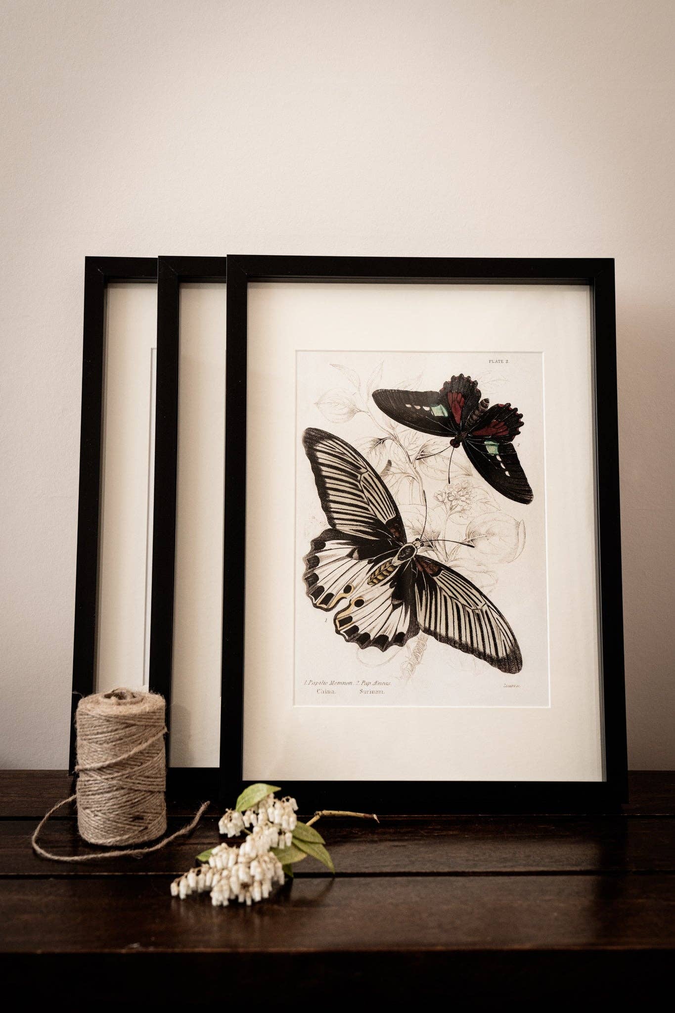 Coultura - Wholesale Gallery Wall Set - Framed Set of Four Vintage Butterfly Art Prints 02 (Black Noir Frame Collection)7