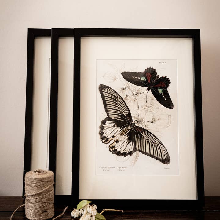Coultura - Wholesale Gallery Wall Set - Framed Set of Four Vintage Butterfly Art Prints 02 (Black Noir Frame Collection)7