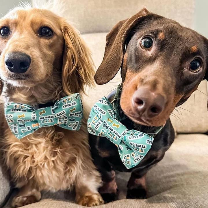 Baylor's Bow Ties - Wholesale Pet Bow Tie - Dog - No balls still a baller Pet Bow Tie, funny dog bow tieÂ