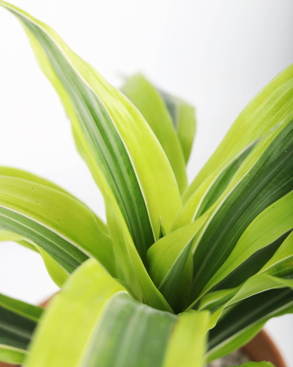 Best Plant Friend - Wholesale Live Plant - Dracaena Lemon Lime - Air Purifying Plant - 4/6 inch  Pot7