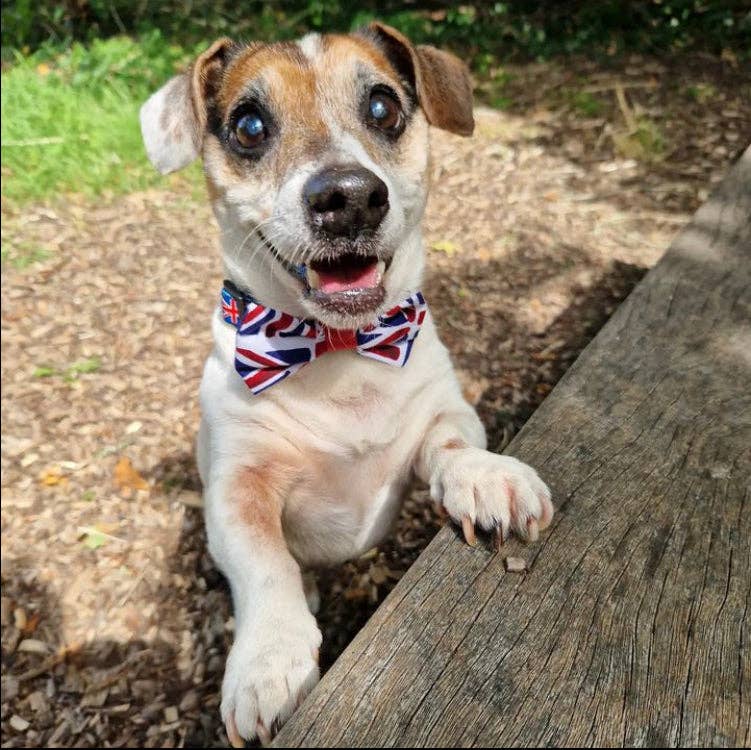Creature Clothes - Wholesale Pet Bow Tie - Dog - Dog Bow Tie in Union Jack Flag Design0