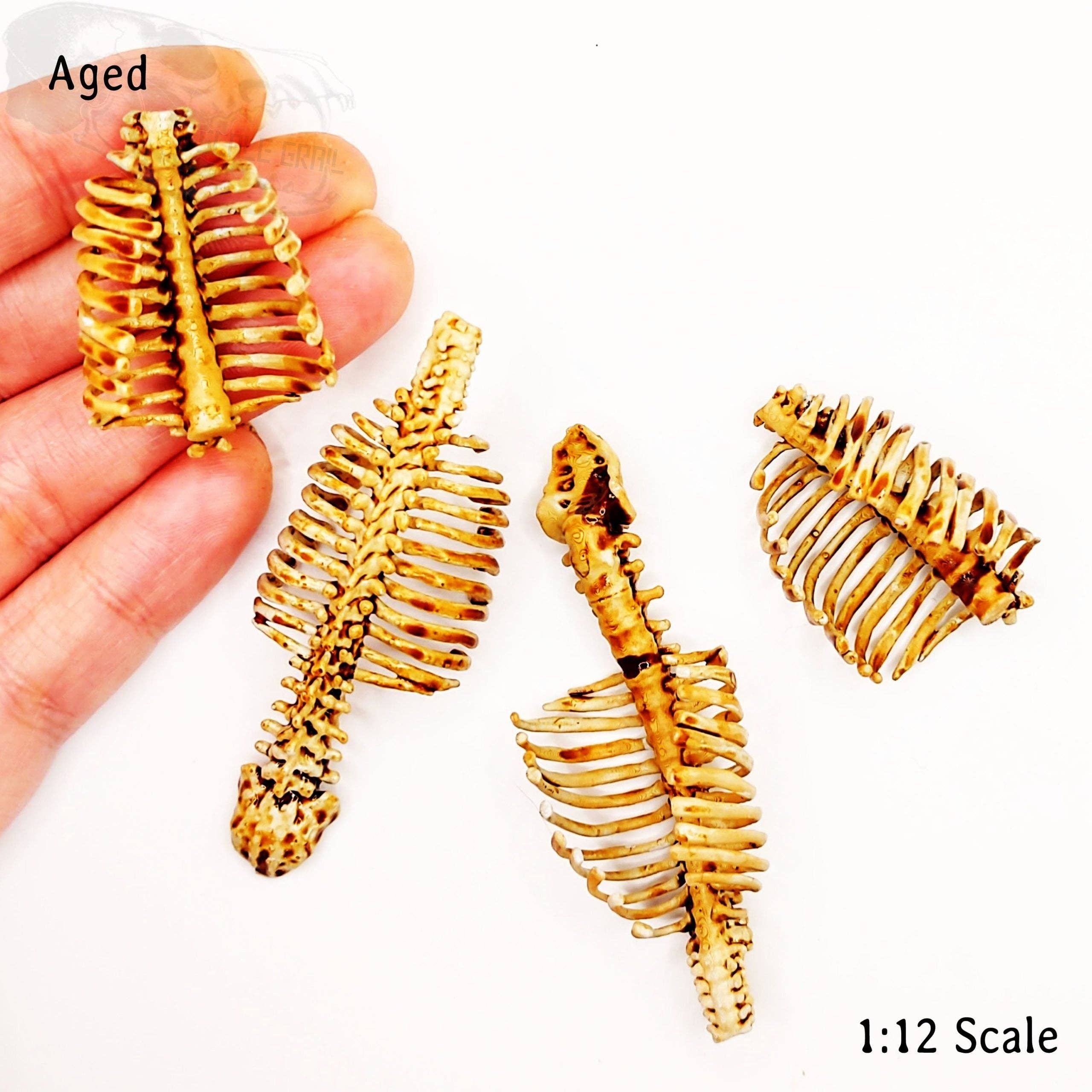 The Scale Grail - Wholesale Decorative Tabletop Object - Human Ribs with Spine - 1:12 scale miniature size for horror diorama, dollhouse, arts and crafts, replica curiosities oddities (2 ribs)2