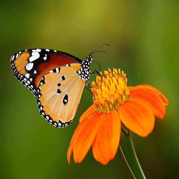 Butterfly Flower Tempered Glass Cutting Board for wholesale by GP Originals