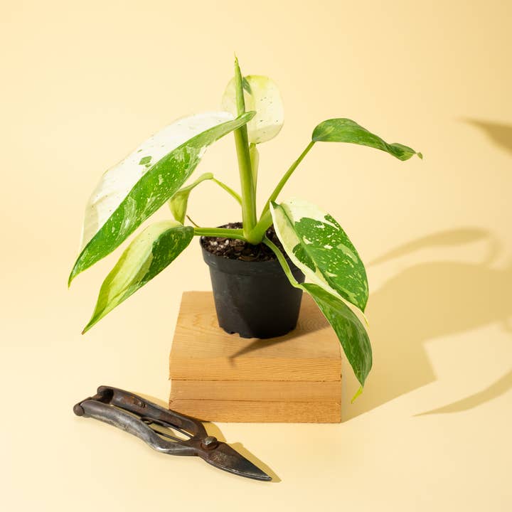 BWH Plant Co - Wholesale Live Plant - 4" Philodendron 'Jose Buono Fiesta'1