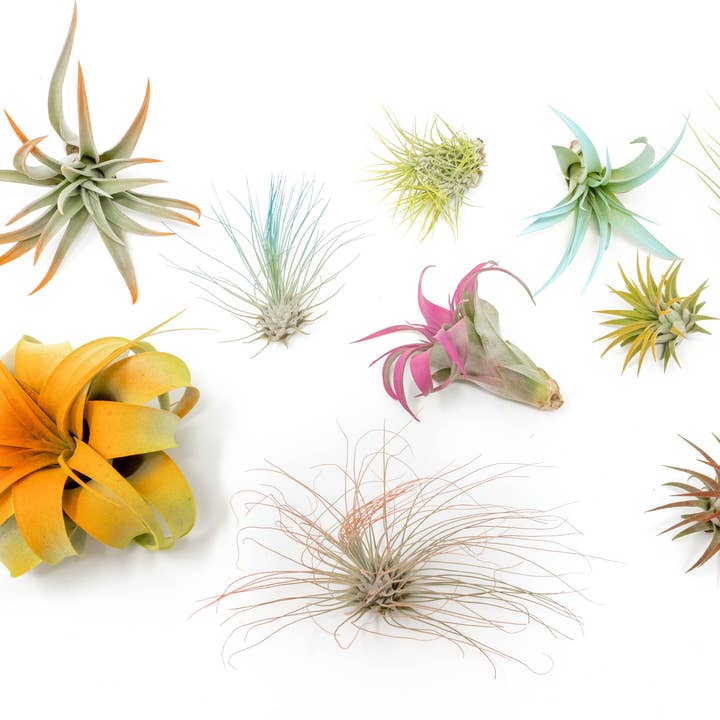 Assorted Colorful Air Plants Variety Pack for wholesale by Air Plant Shop