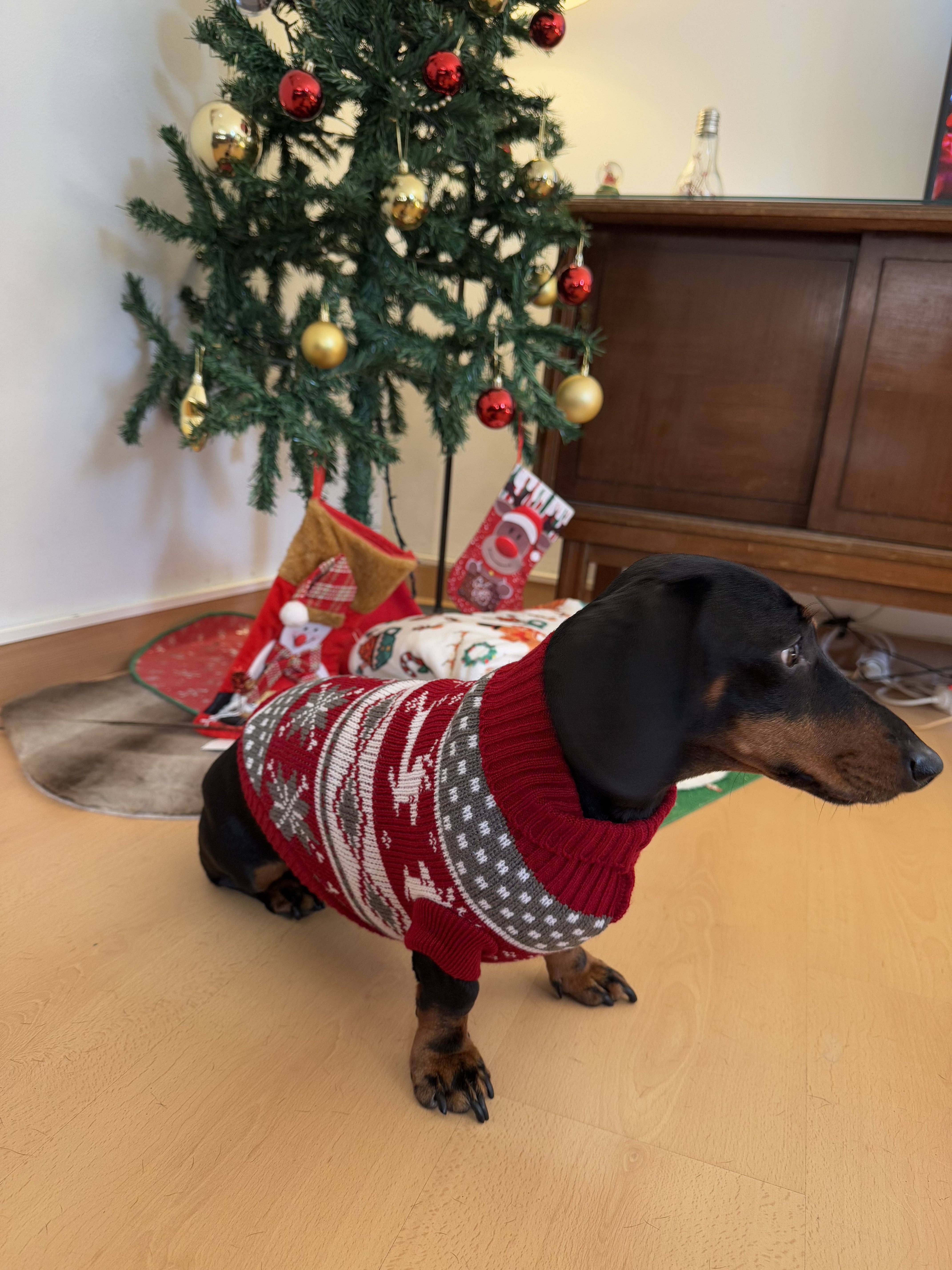 Wildbite Amantes Peludos – Großhandel Haustier-Pullover – Hund – Weihnachtspullover für Hunde mit Schneemotiv3