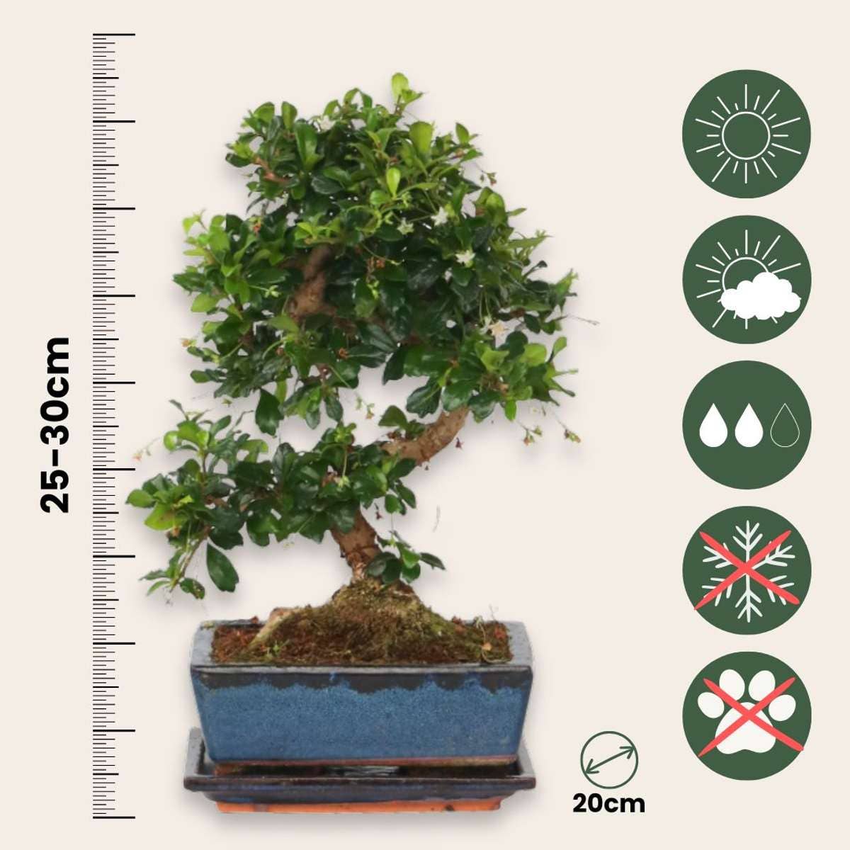 Oasis of Life - Wholesale Live Plant - Bonsai Tree – Carmona Microphylla – Height 25–30cm – Ø20cm – Genuine Fukien Tea Bonsai with S-Shape – Elegant Indoor Plant in Ceramic Pot – Easy to Care for & Decorative2