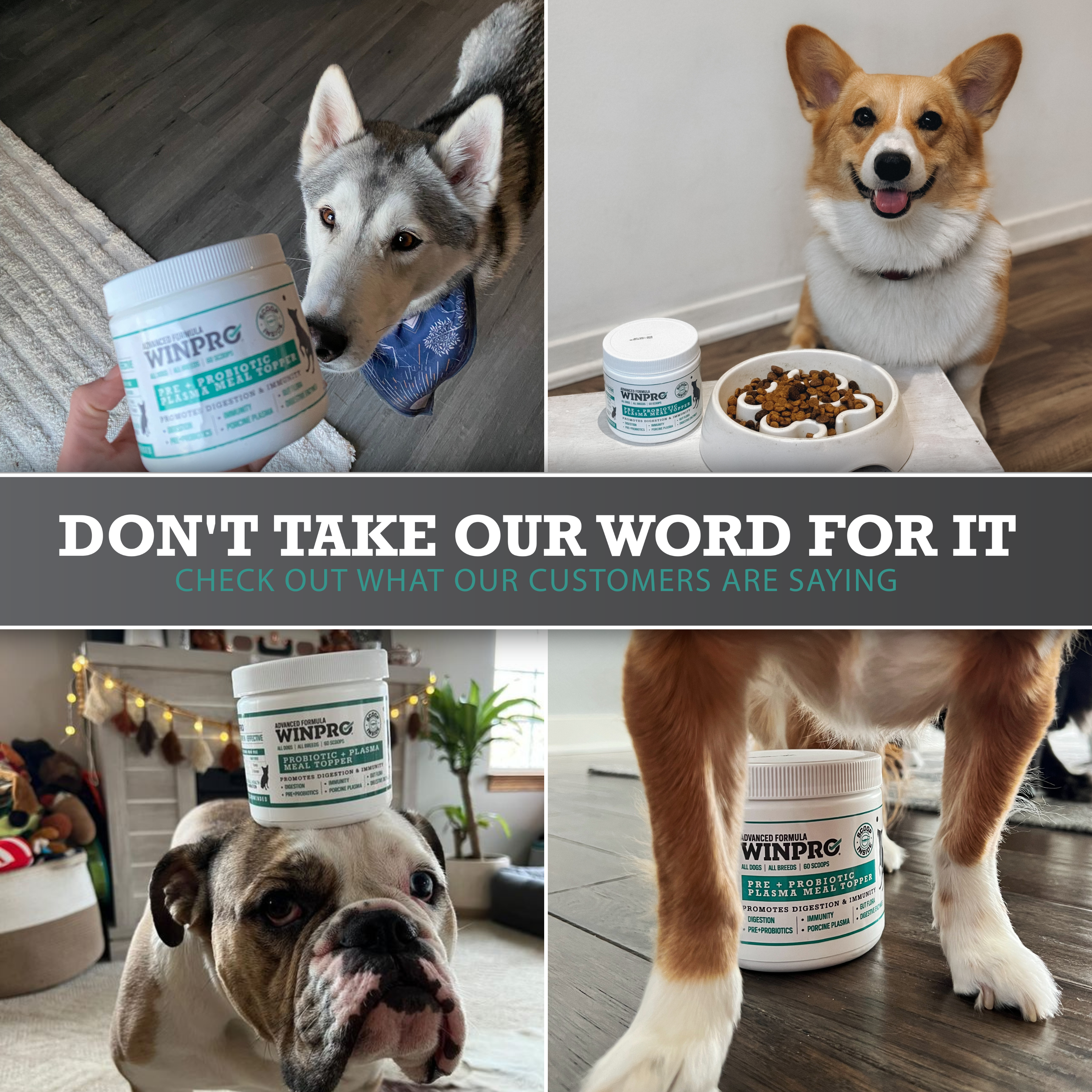 WINPRO Pet - Wholesale Pet Supplement - Dog - Natural Probiotic + Plasma Immune Support Dog Meal Topper8