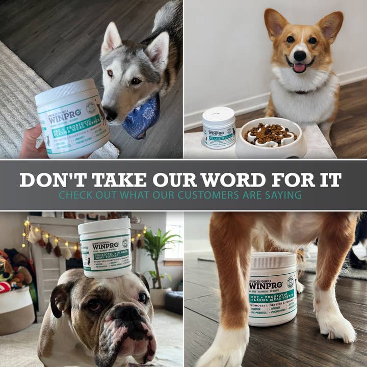 WINPRO Pet - Wholesale Pet Supplement - Dog - Natural Probiotic + Plasma Immune Support Dog Meal Topper8