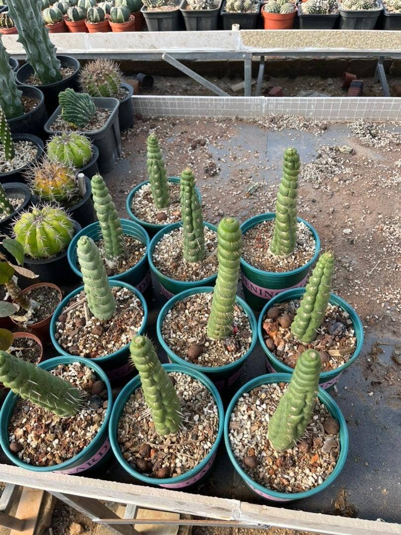 Grow Margo - Wholesale Live Plant - Rare Live Cactus  - Eulychnia Castanea Spiralis - Twisted Ra3
