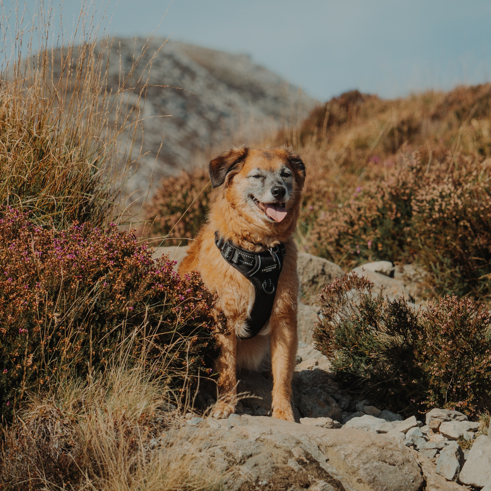 Cocopup London - Wholesale Pet Harness - Dog - Explore Harness - NAKD Liquorice9