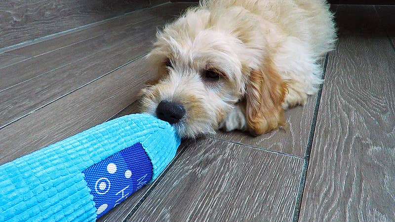 Scoochie Pet Products - Wholesale Pet Chew Toy - Dog - 8 Inch Crunchzilla Eco Friendly Water Bottle2