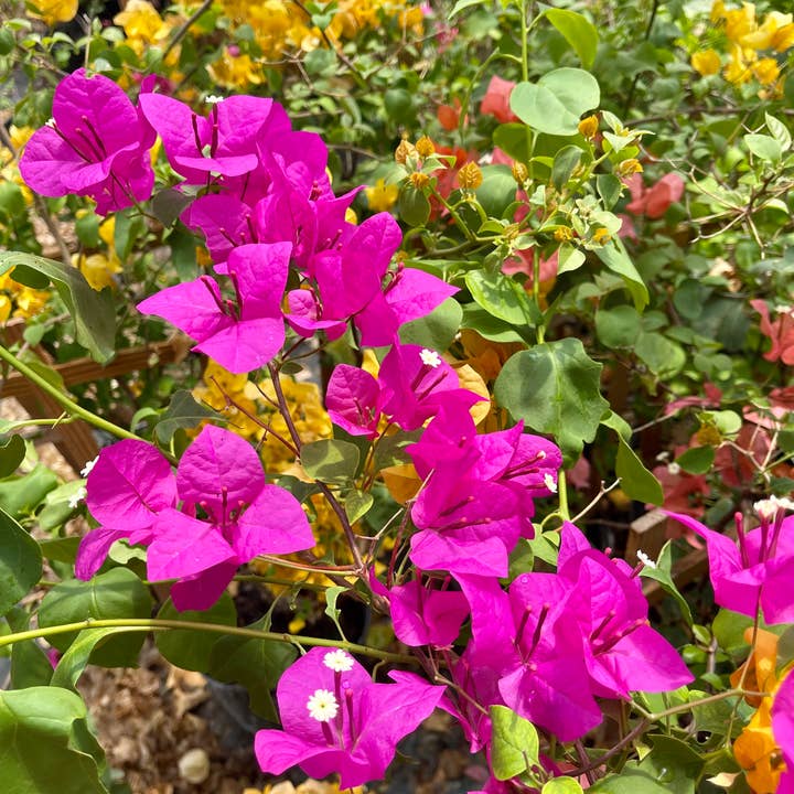 Rooted & Grounded Nursery - Wholesale Live Plant - Purple Live Plant Bougainvillea Vine 6″ Pot Trellis1