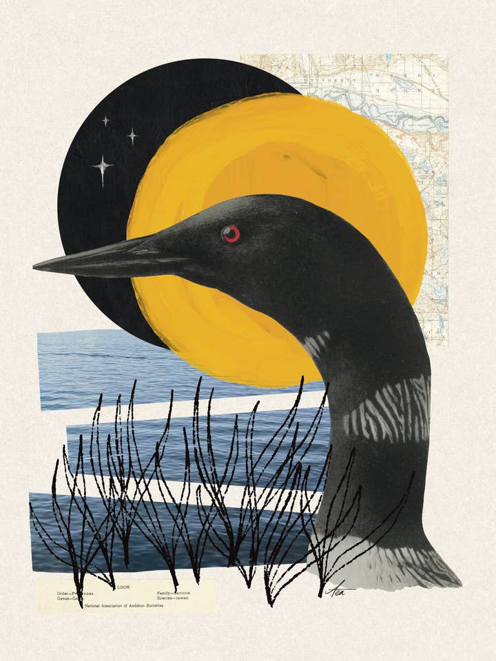 "Common Loon" Kunstdruck | Collagekunst, Minnesota, Kein KI für den Großhandel von Amy Teawalt Studio