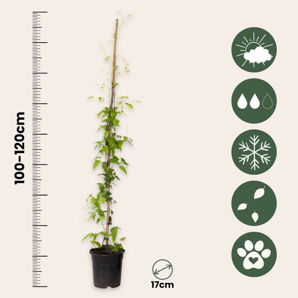 Oasis of Life - Venta al por mayor Plantas naturales - Clemátide – 2 plantas – Clematis 'Hagley Hybrid' – Altura 100–120cm – Ø17cm – Trepadora de floración doble con grandes flores rosadas – Fragante, resistente al invierno y amigable con las abejas – Para jardín, valla y pérgola4