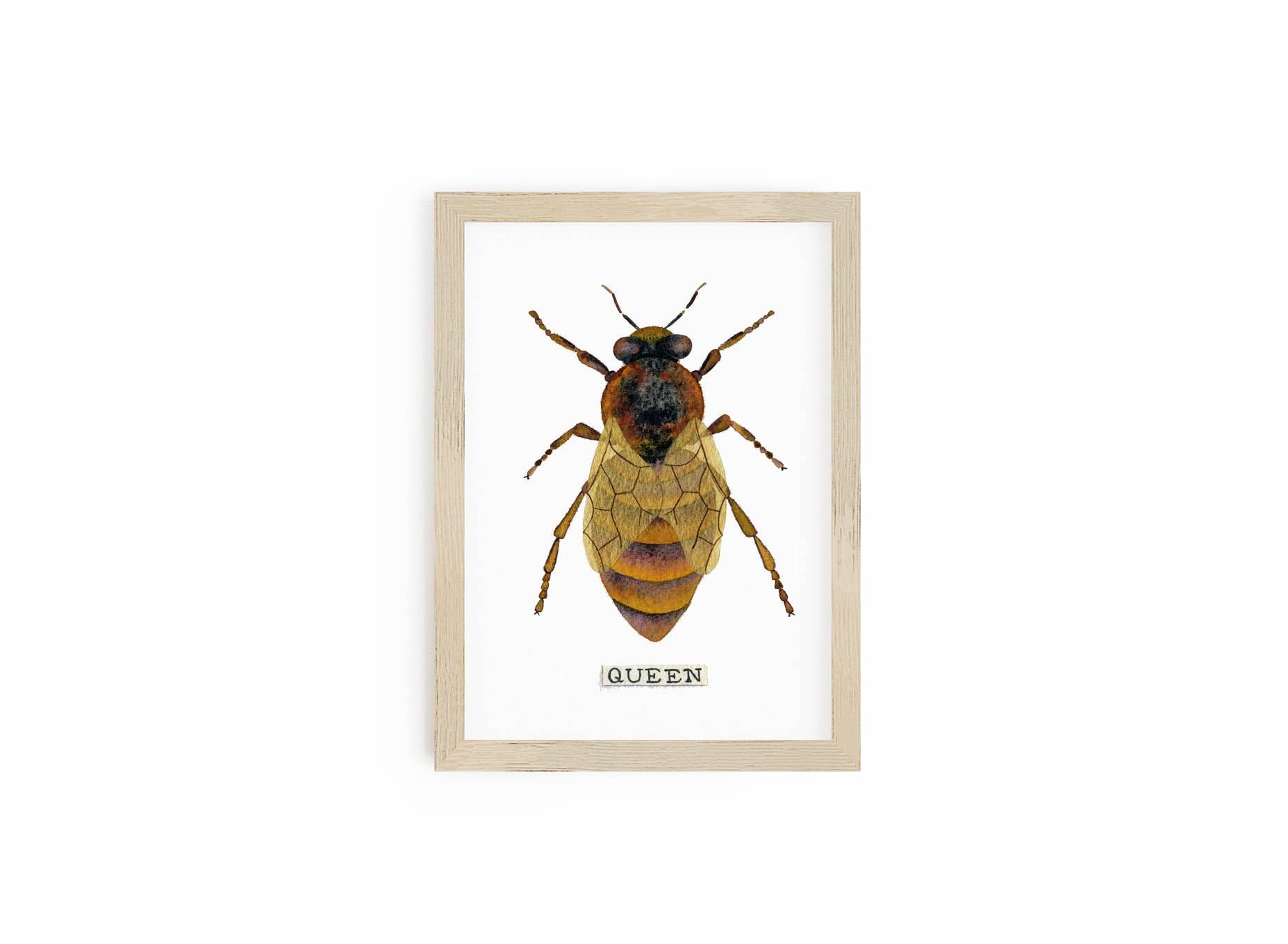 Candace Fincher - Wholesale Art Print - Honey Bee Print Of Queen Bee Bumble Bee Home Decor, Beekeeping7