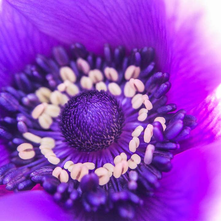 Lila Blumen Fotokunst Multi Size Wanddekor Druck für den Großhandel von Hope Decor