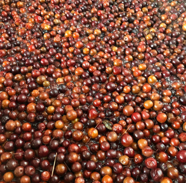 Josephine's Feast - Wholesale Preserves - AAward Winning Wild Foraged Beach Plum Preserves8