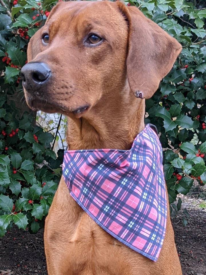 Rosa/Blå Rutig Bandana för wholesale av Koa's Ruff Life