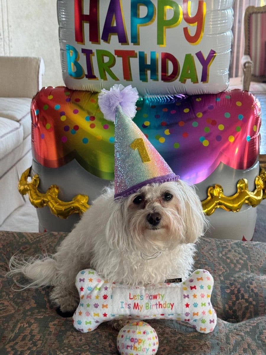 PetLondon – wholesale Pet plush toy – Dog – Lets Pawty Birthday Bone4