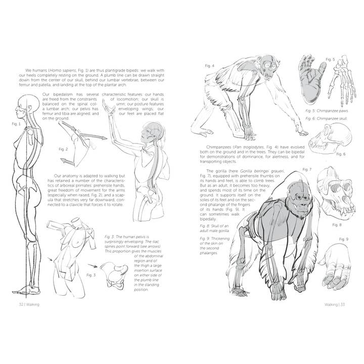 Rocky Nook - Wholesale Arts & Entertainment - Morpho: Mammals2