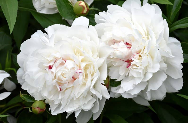 GardenPerspective – wholesale Levande växt – Peony Festiva Maxima Barrotade levande växter för utomhusträdgård1