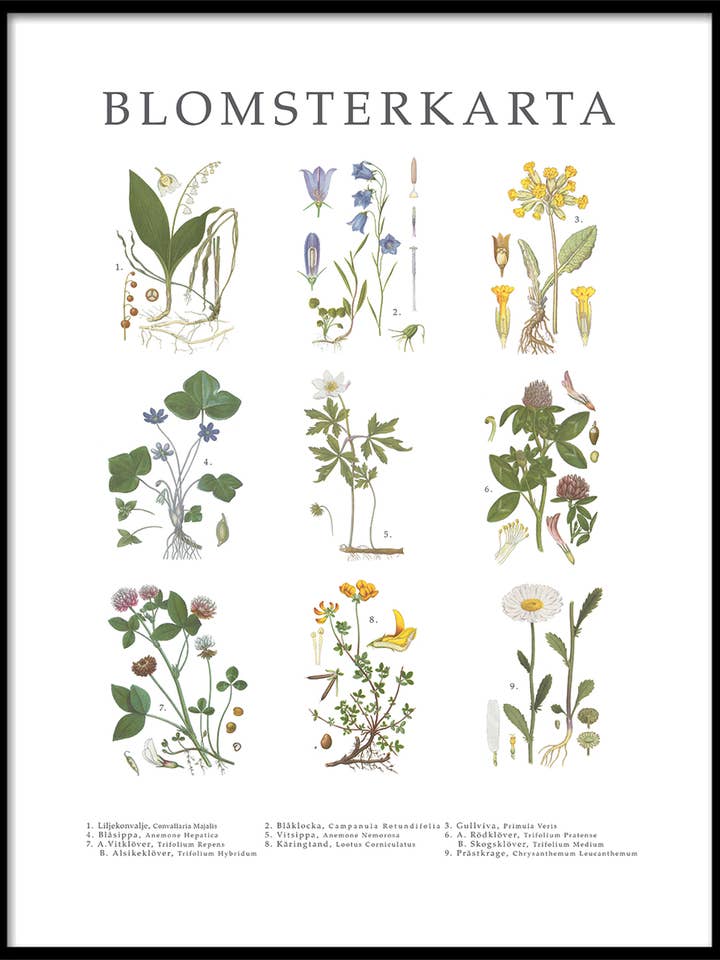 Poster Flower Map for wholesale by Hugodesign