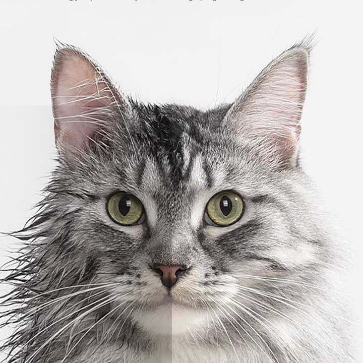 39F Inc. - Wholesale Pet Grooming Aid - Dog - Cream White Pet Dryer Room for Small Dogs and Cats4