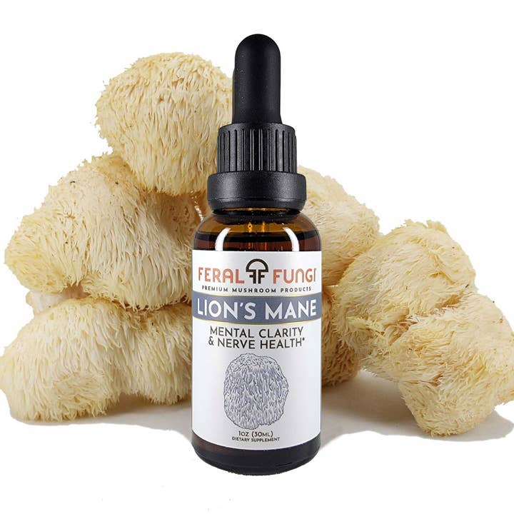 Feral Fungi - Wholesale Tincture - Lion's Mane (Hericium erinaceus) Spagyric Tincture