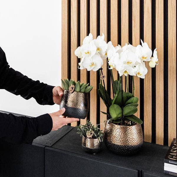 Oasis of Life – wholesale Plant pot – Ceramic Flower Pot Copper – Decorative Mini Planter Ø6cm – Glossy Pot for Small Houseplants, Succulents & Cacti – Elegant Decor for Living Room, Shelf, Desk & Interiors1