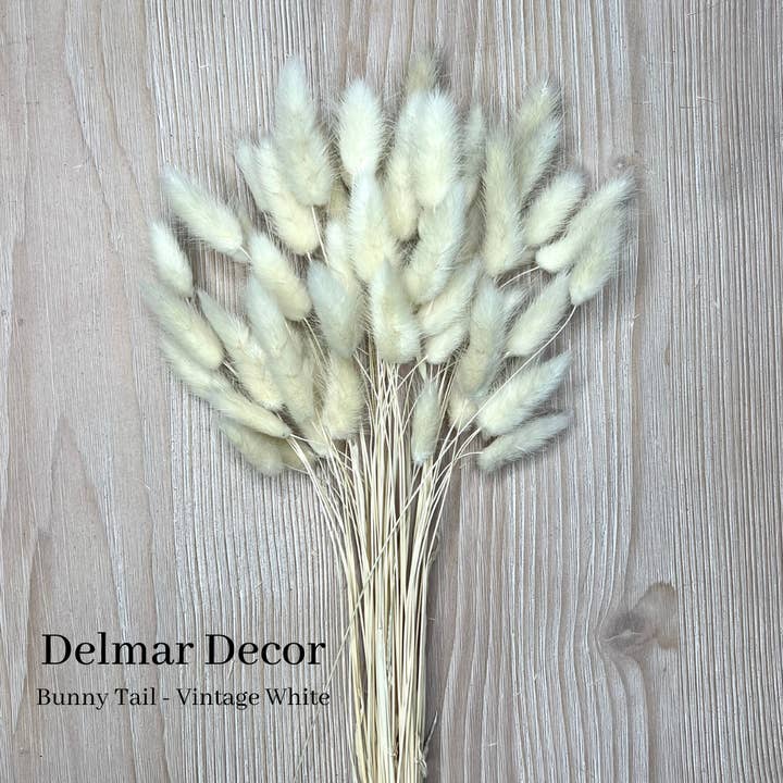 Delmar Decor – Großhandel Getrocknete/gepresste Blumen – Getrockneter Hasenschwanz, florales Dekor9