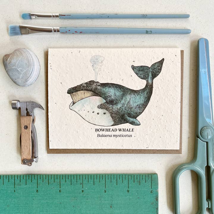 Bowhead Whale Plantable Wildflower Seed Card for wholesale by Small Victories