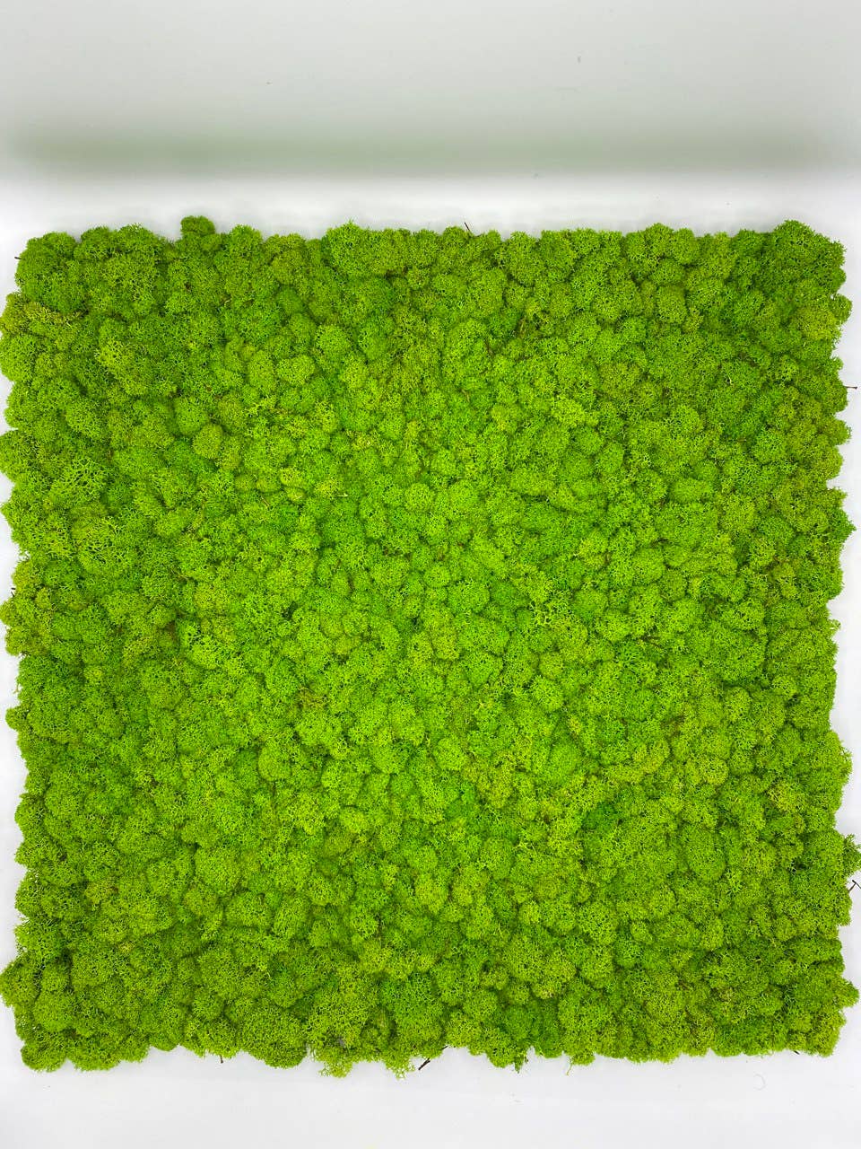 Mossroma - Wholesale Wall Accent - Flexy Moss4