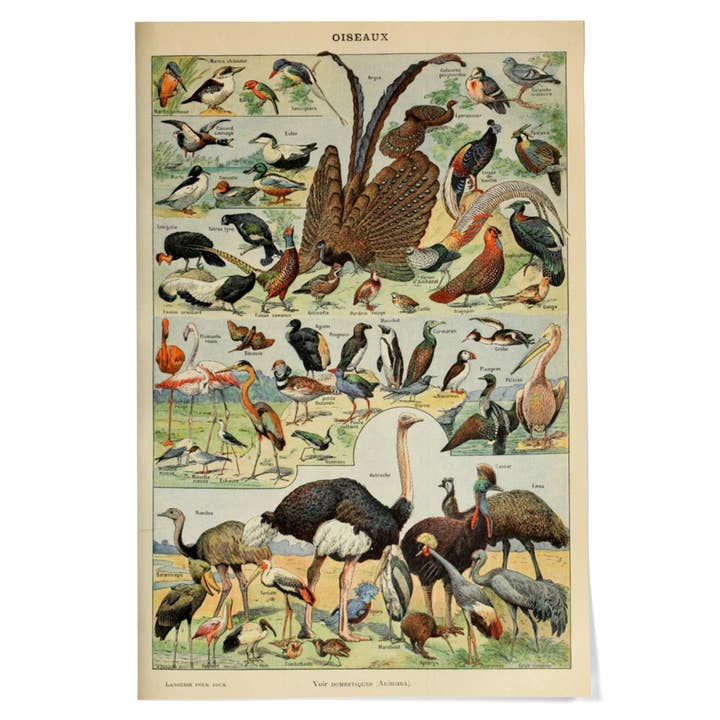 GICLEE PRINT Birds, F, Vintage Bookplate, Millot for wholesale by Lantern Press