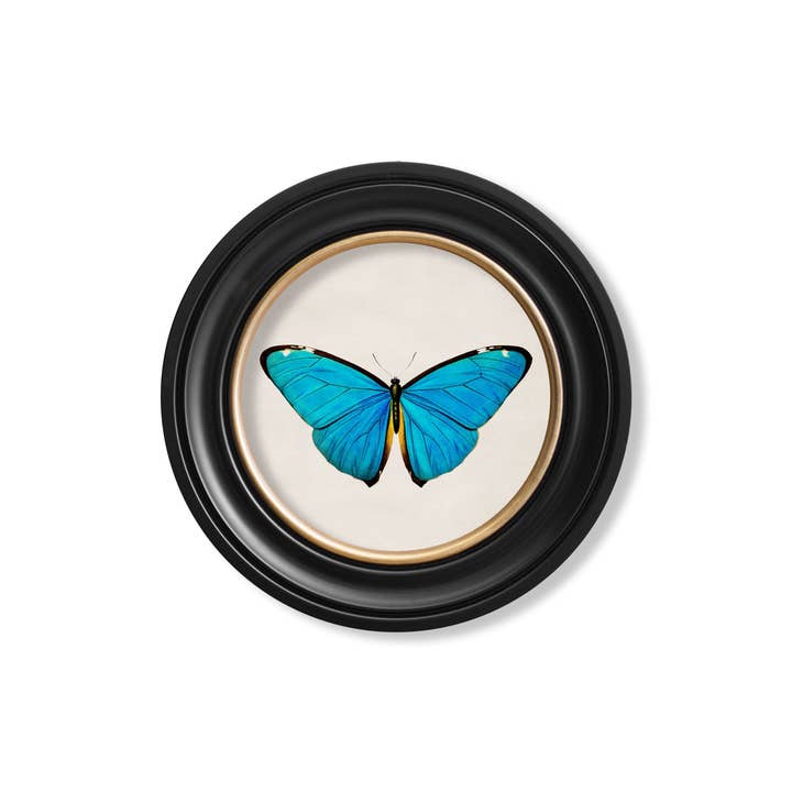 T A Interiors Wall Art & Mirrors – wholesale Wall Accent – c.1836 Tropical Butterflies - Round Frames