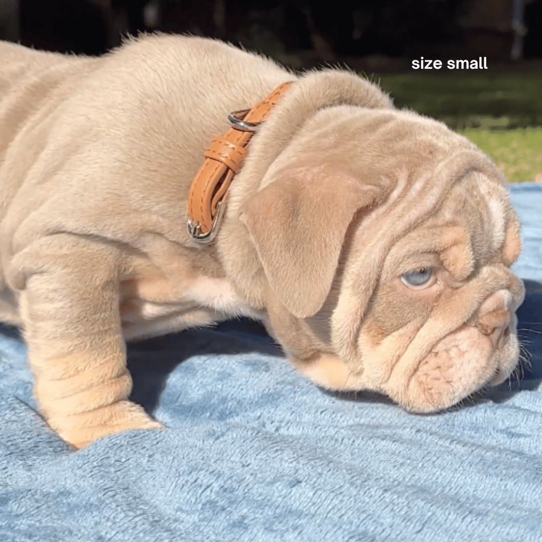 ST ARGO – Engroshandel Halsbånd - Hund – COLLAR - Brun hundehalsbånd5