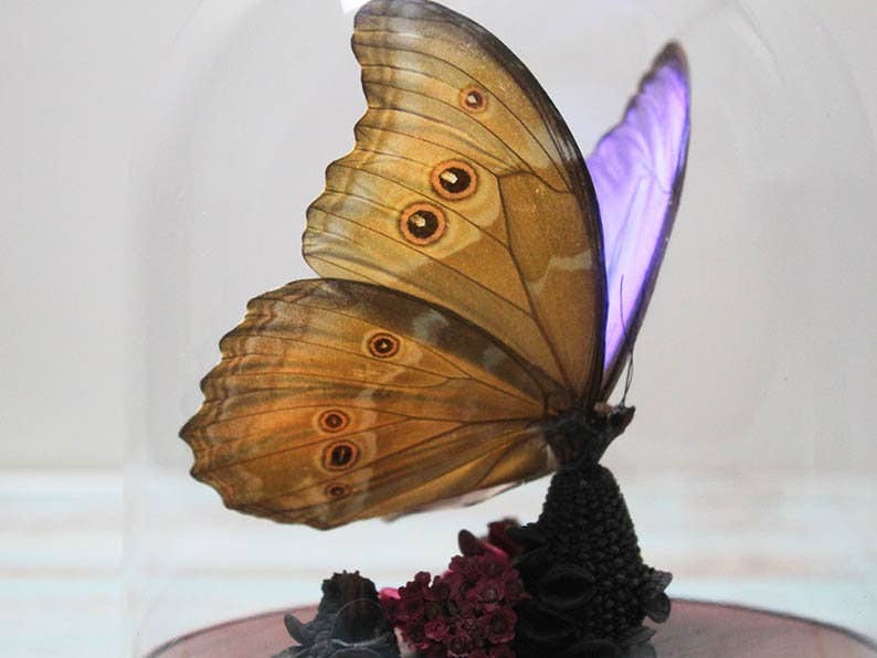 Newman Art Designs - Wholesale Decorative Tabletop Object - Beautiful Blue Morpho Didius Butterfly in Dome Insect Decoration Home Decor Art Taxidermy Real Bug Artistic Beauty House3