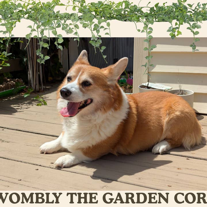 Velvet Vine Market - Wholesale Plant seeds - Wildflower Seed Kit, 5 Types of Fairy Garden Wildflowers8