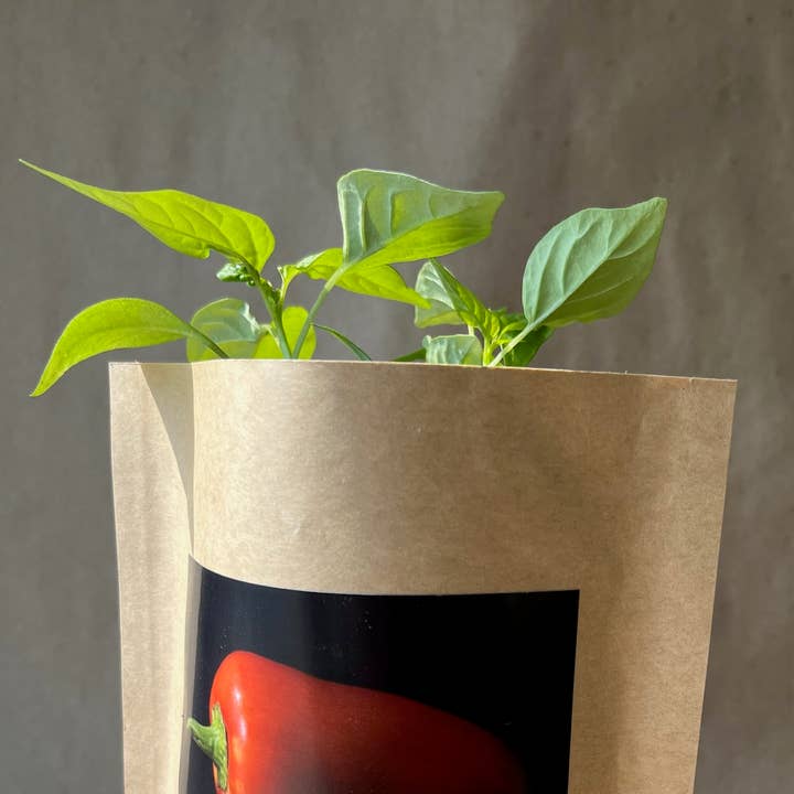 Potting Shed Creations, Ltd. - Wholesale Plant Seeds - NEW Seed Start | Sweet Pepper | Home Cook's Garden | Spring