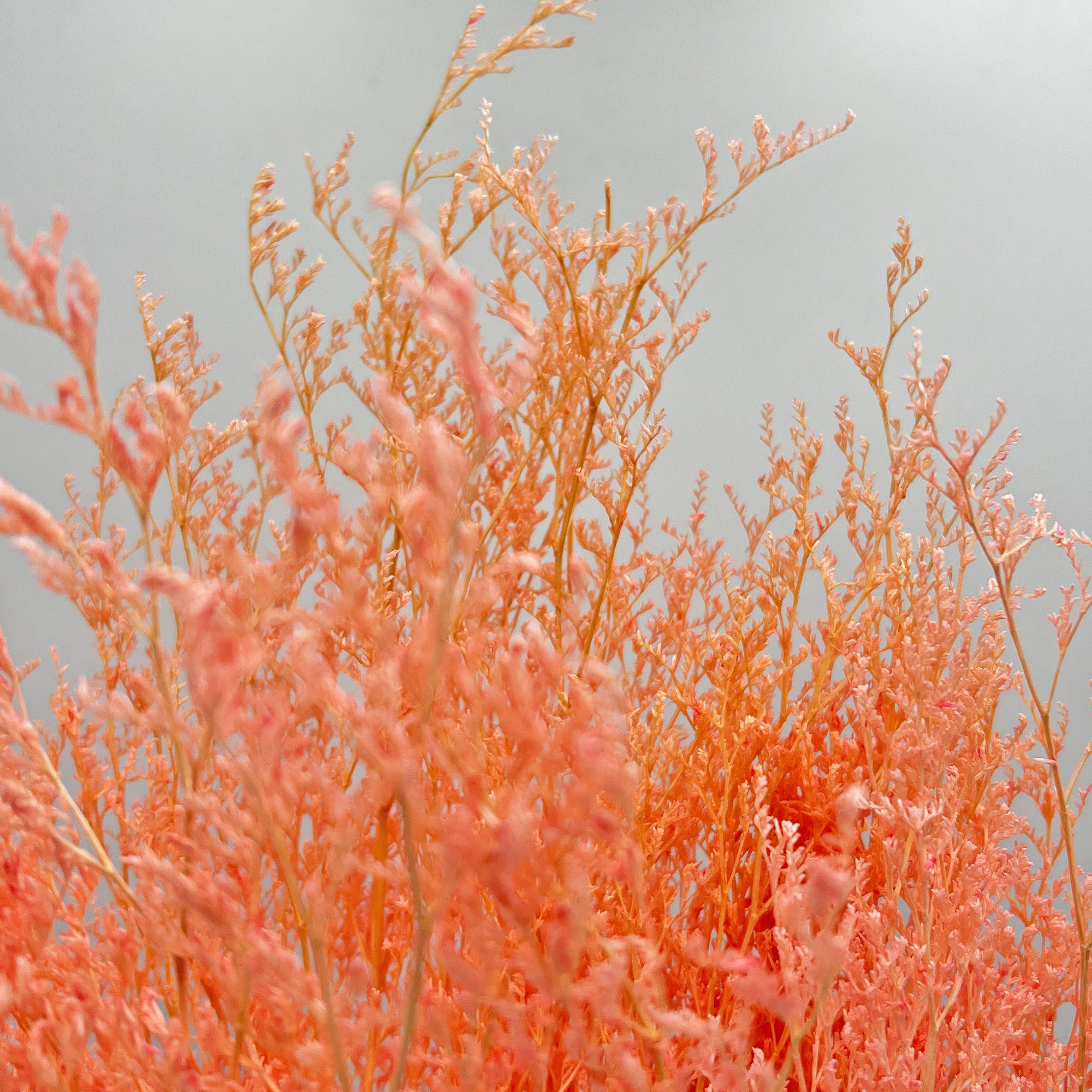 2626 Designs - Wholesale Dried/Pressed Flowers - Dried Preserved Valentin Grass Bouquet 21" Multiple Colors19