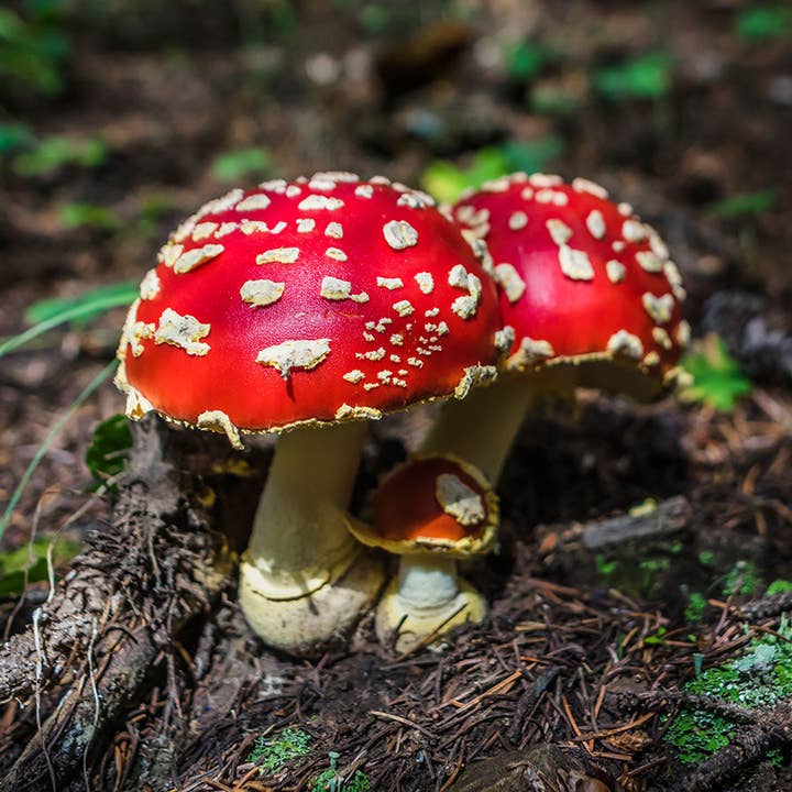 Amanita Muscaria Photo Print - Ready to Frame for wholesale by lostkatphoto