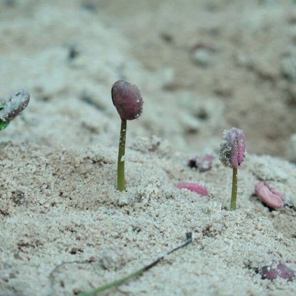 CAFES SIERRA SEGURA SL - Wholesale Coffee Beans - Brazil Caramelo Specialty Coffee1