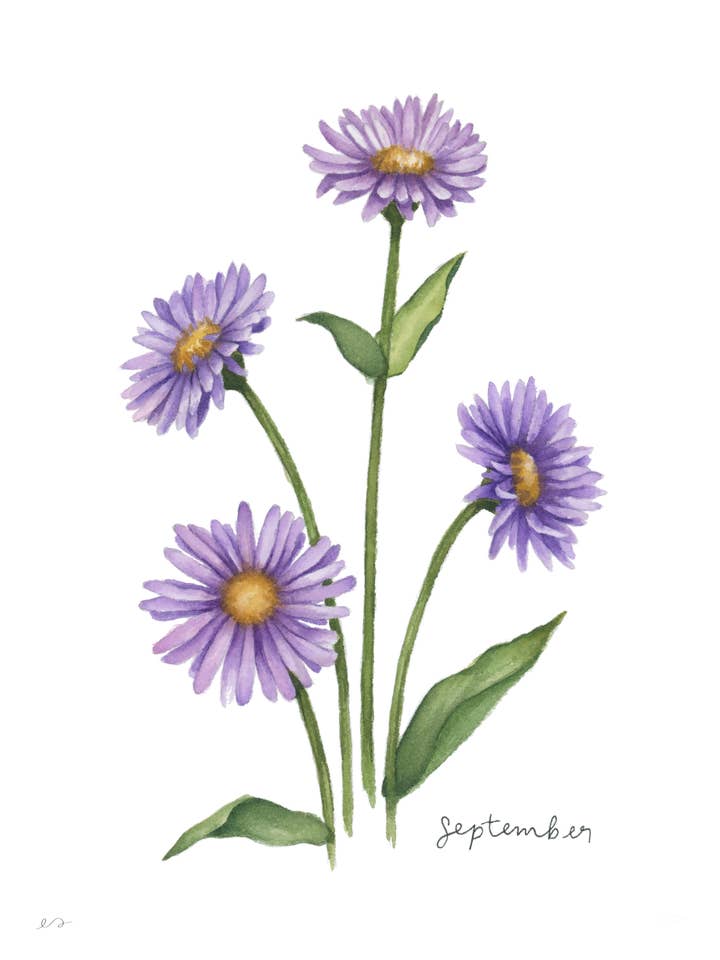 September Aster Birth Flower Print – Wall Art for wholesale by Art by Emma Lian