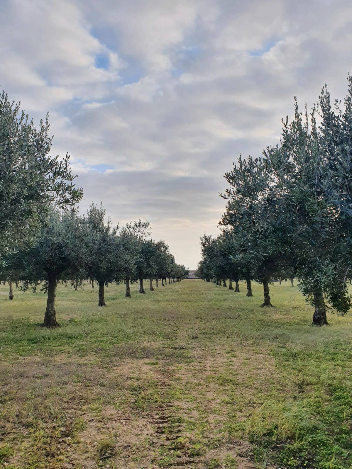 Fratelli del Vino - Wholesale Olive Oil - Extra Virgin Olive Oil1