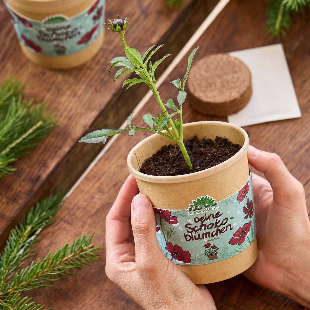 TDJ Stadtgärtner GmbH – Engroshandel Plantefrø – Chokoladeblomster i kop – dyrkningssæt2