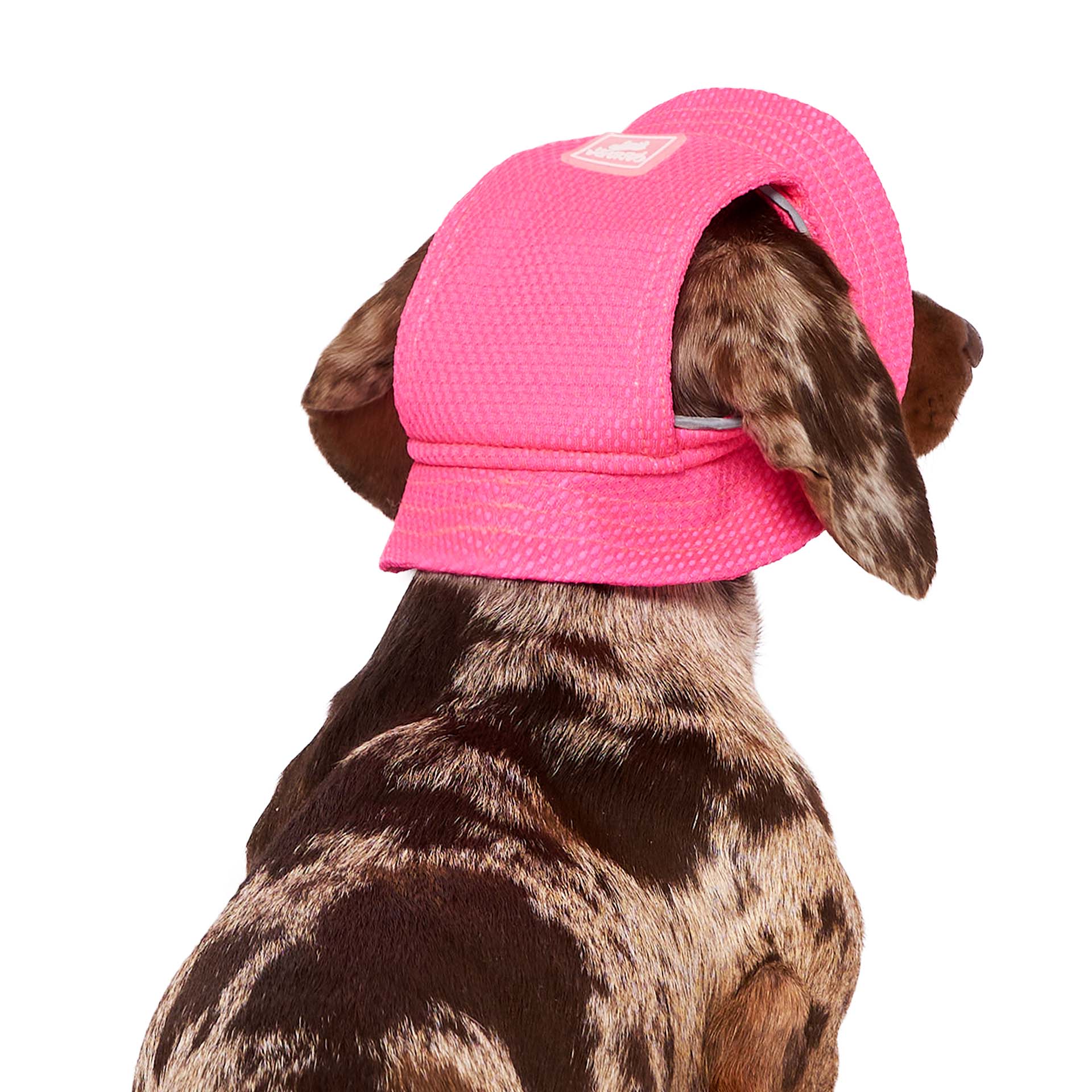 Rose fluo Canada Pooch Chill Seeker Chapeau rafraîchissant pour chien (rose néon) en vente sur Faire1