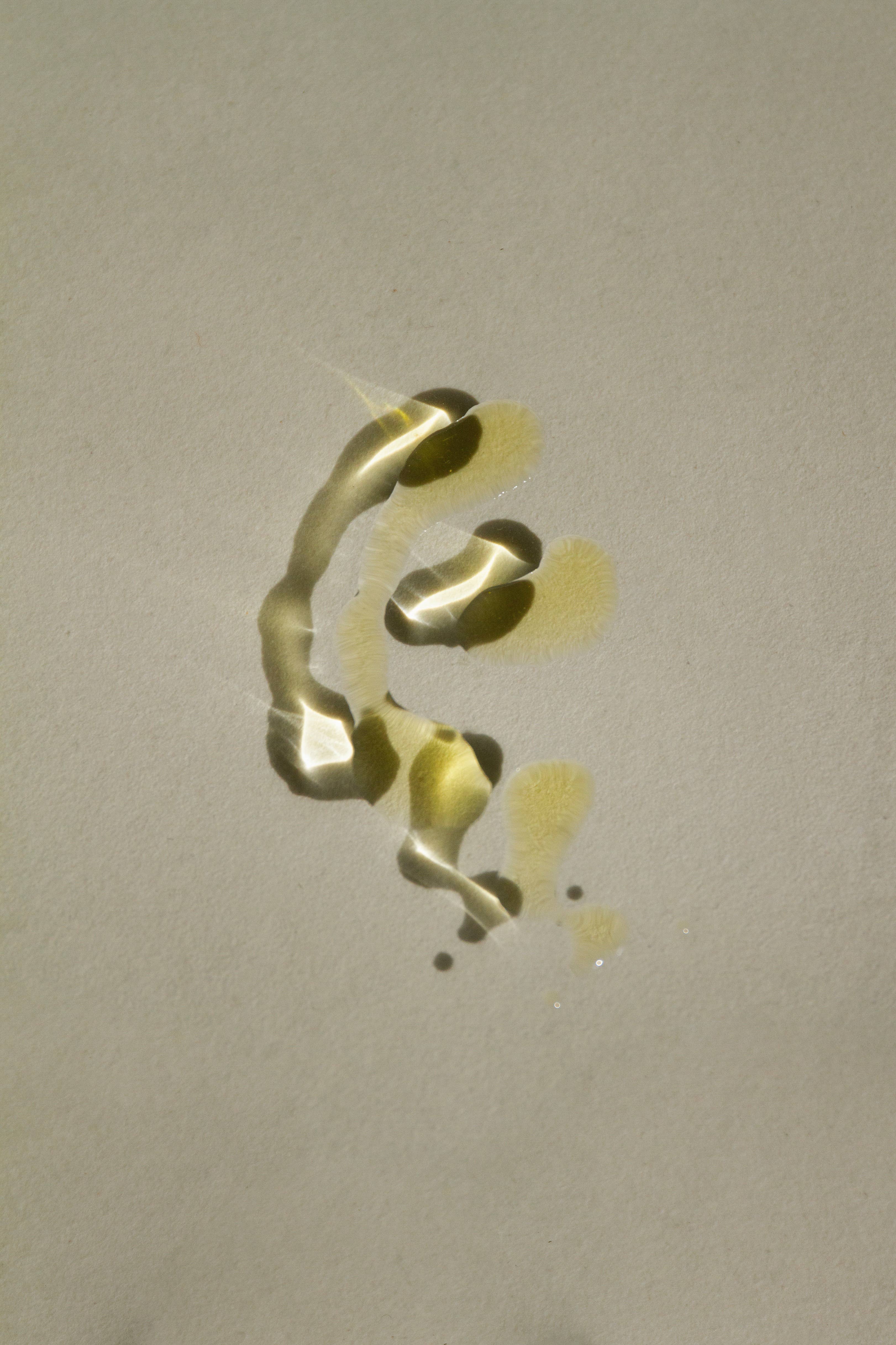 SUMMER SOLACE- Regenerative Tallow Beauty - Vendita all'ingrosso Burro di cacao - Balsamo labbra classico alla menta piperita rinfrescante al sego, 4,25 g3