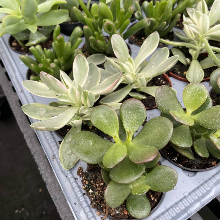 Thorsen's Greenhouse - Wholesale Succulent - Crassula Jade Plant - Assorted - 2" Live Plant3