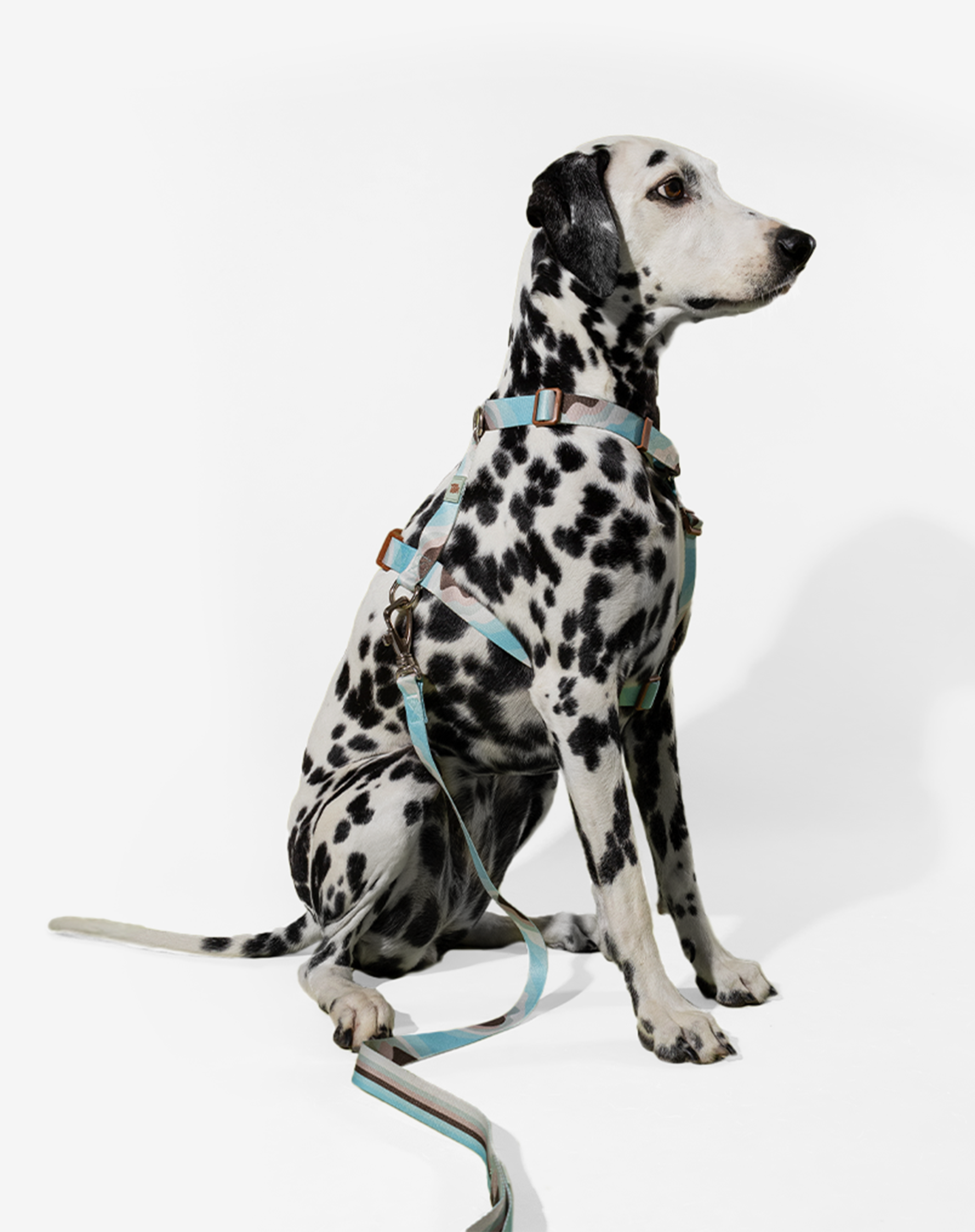 Toh – trela - Cão por atacado – The H-Harness + Leash Set Swell1