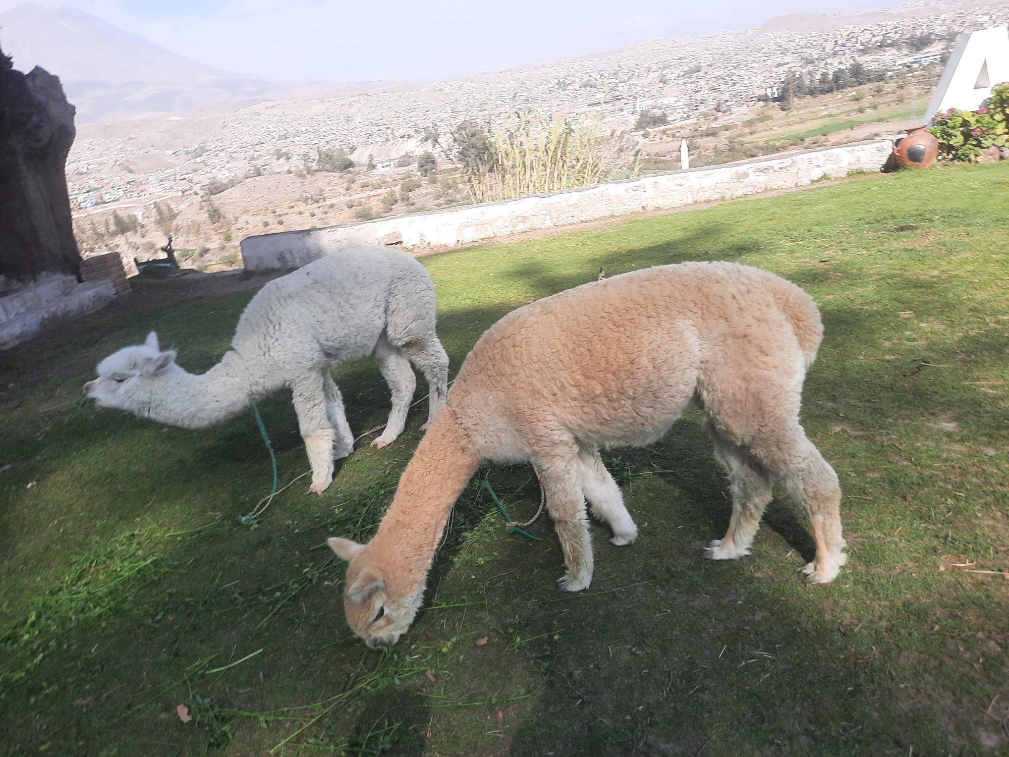 Red 100% Baby Alpaca Scarf imported from Peru (Red color) for wholesale on Faire6
